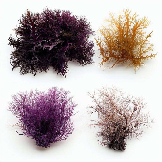 Exploring the Varieties and Health Benefits of Sea Moss